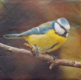 Mésange bleue sur la branche