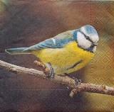 Mésange bleue sur la branche