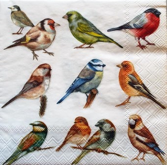 Beaux oiseaux variés