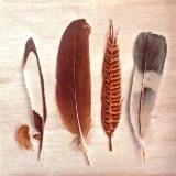 Jolies plumes