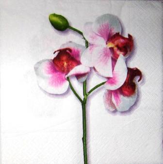 Tige d'orchidée, fond blanc
