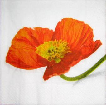 Coquelicot, fond blanc