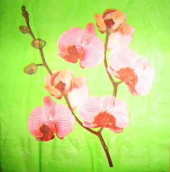 Orchidée rose, fond vert