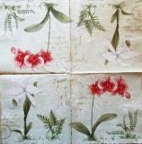 Belles orchidées roses et blanches