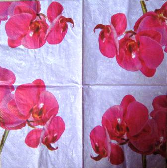 Fleurs d'orchidée rose