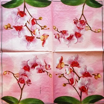 Belle orchidée sur fond rose