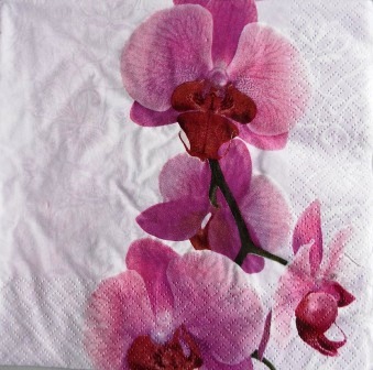 Tige d'orchidée mauve