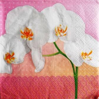 Tige d'orchidée blanche, fond rose
