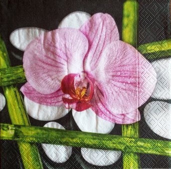 Fleur d'orchidée sur galets