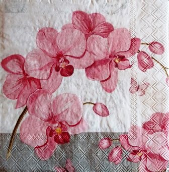 Belle orchidée rose