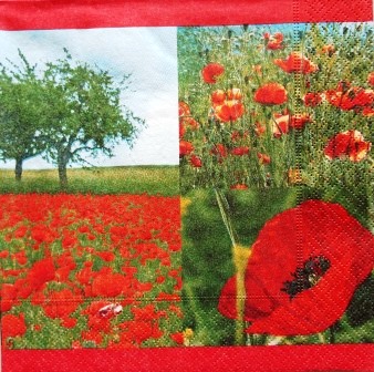 Le coquelicot dans tous ses états