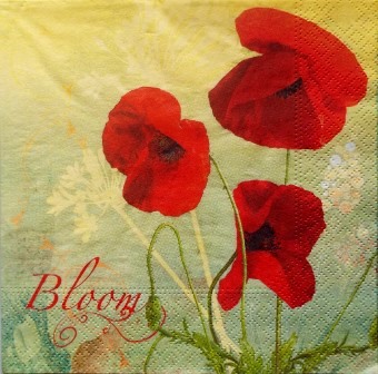 Beaux coquelicots "bloom"