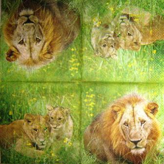 Lions dans les herbes