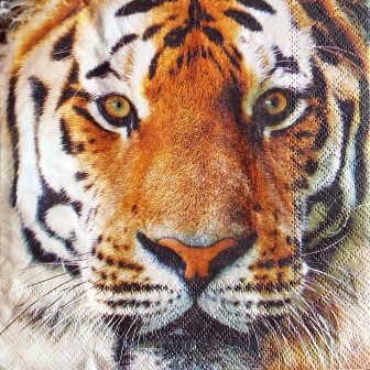 Magnifique portrait de tigre