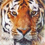 Magnifique portrait de tigre