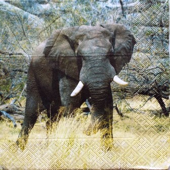 Elephant dans la savane