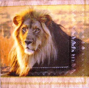 Portrait de lion