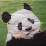 Beau portrait de panda