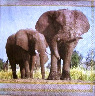 2 beaux éléphants dans l'herbe