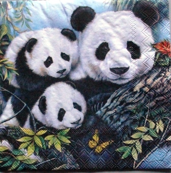 Maman panda et ses bébés