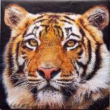 Beau portrait de tigre