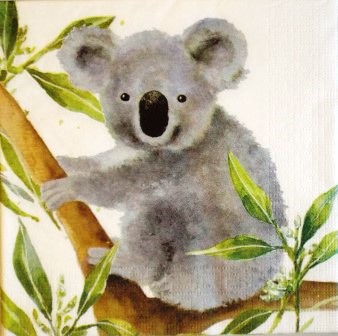 Beau koala dans les feuilles