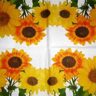 Tournesols, fond blanc