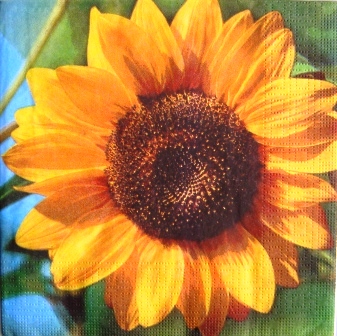 Belle fleur de tournesol